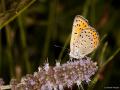 Lycaena alciphron (Büyük Morbakırgüzeli)